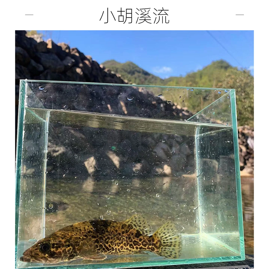 已定水开口无伤豹纹鱼斑鳜原生猛鱼淡水鱼纯野采