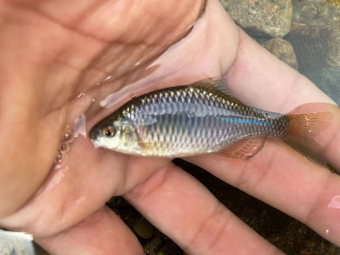 红眼蓝石台鳑鲏鱼冷水原生鱼