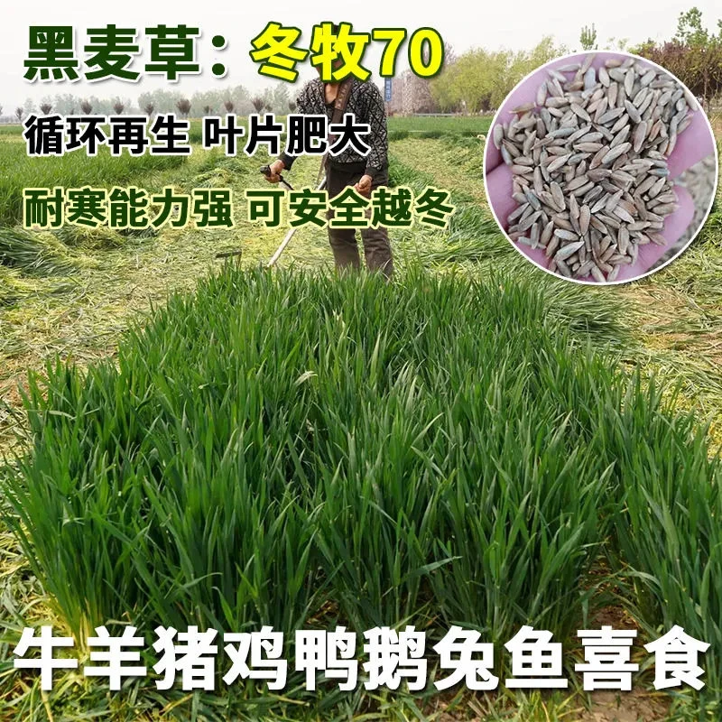 冬牧70黑麦草宽叶牧草种籽养牛草种高产牧草耐寒猪羊鸡鸭鹅鱼兔草