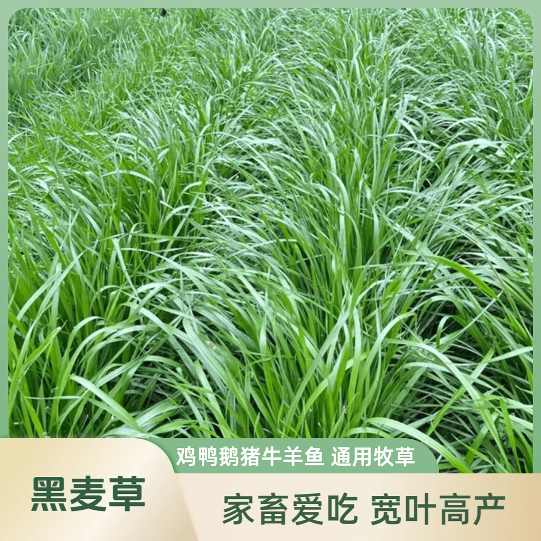 黑麦草种子高产牧草种四季多年生耐寒南北方鸡鸭鹅牛羊鱼畜牧养殖