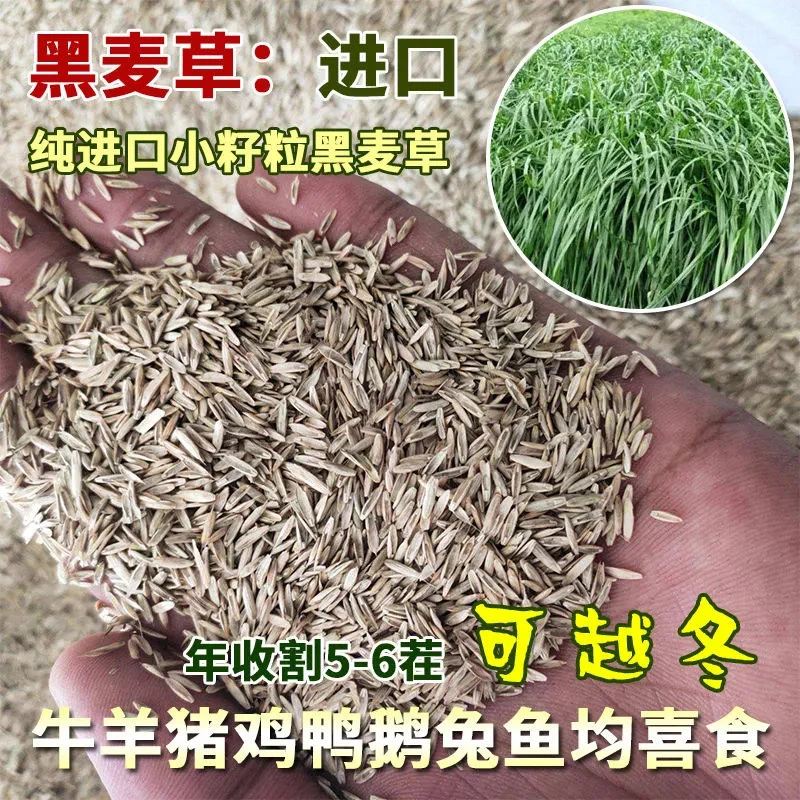 进口小籽粒黑麦草种子养殖牧草高产鱼草小颗粒牛羊猪鸡鸭鹅兔草种