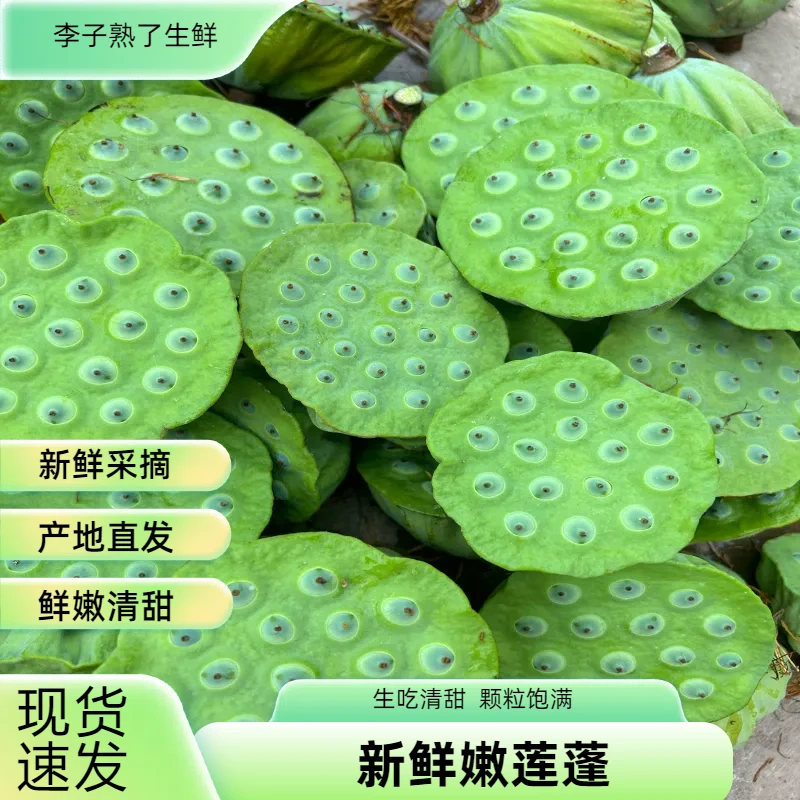 2024新鲜莲蓬现摘生吃甜嫩太空洪湖水果莲蓬嫩莲蓬莲子米当季蔬菜