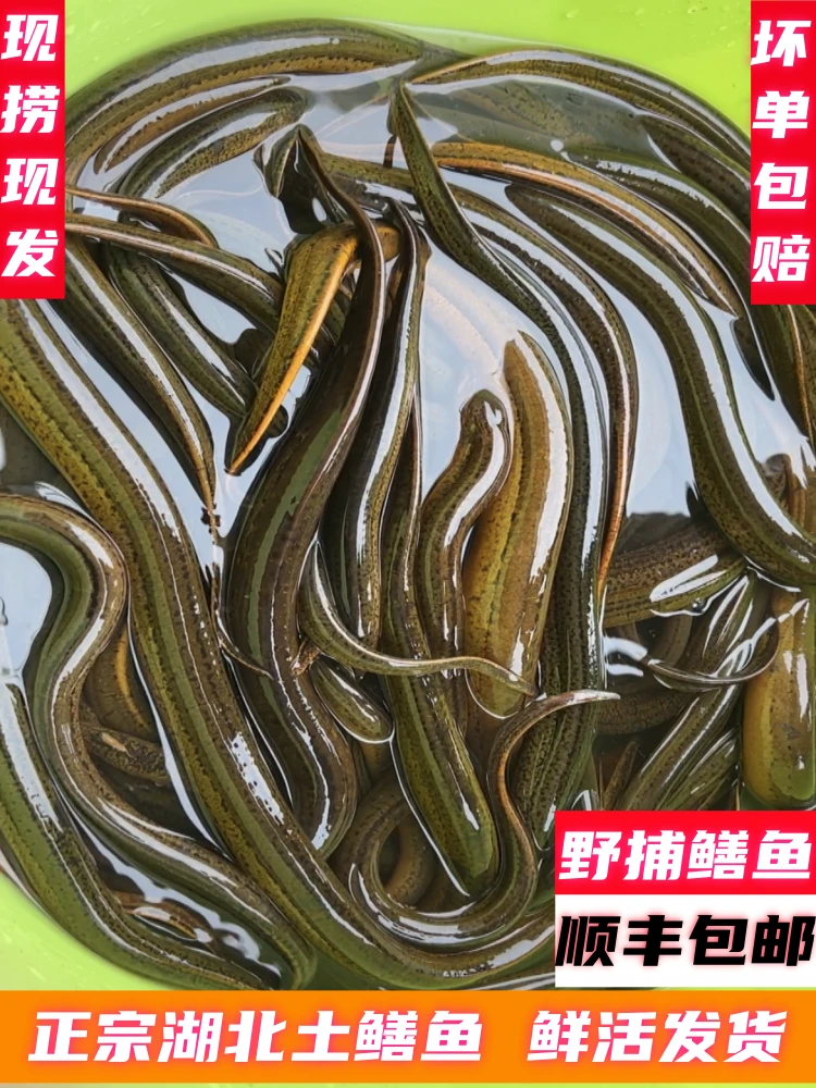 正宗土鳝鱼湖北原生态黄鳝鱼鲜活活体纯野外捕捞活鳝现捕现发顺丰