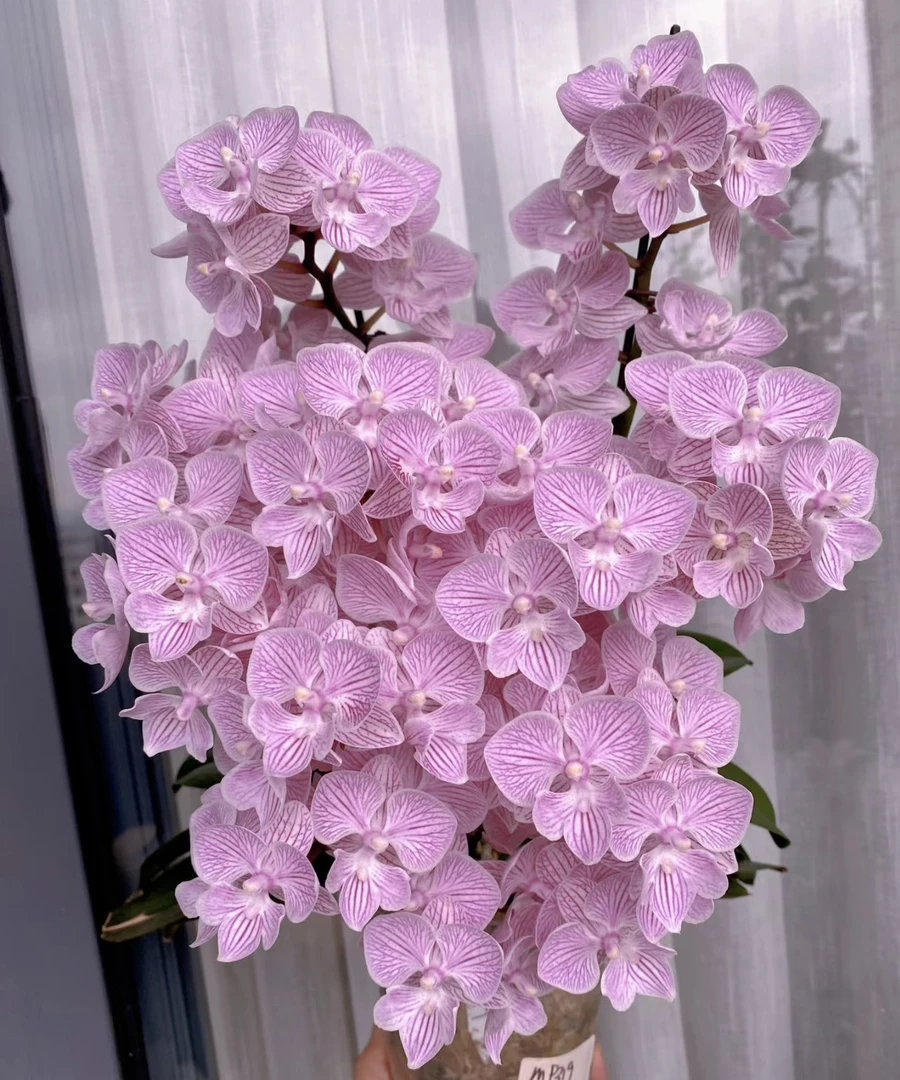 全场满两单包【樱花】带花剑2.8寸爆花型蝴蝶兰观型室内养殖