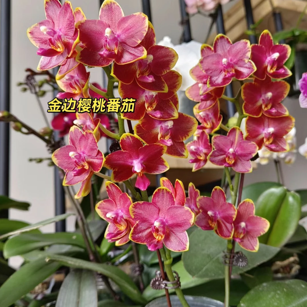 带双花剑【樱桃番茄】3.0寸杯中花型正红色系蝴蝶兰