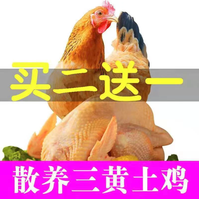 【49.9发三只】3只总重2千克左右散养三黄鸡童子鸡净膛冰冻发货