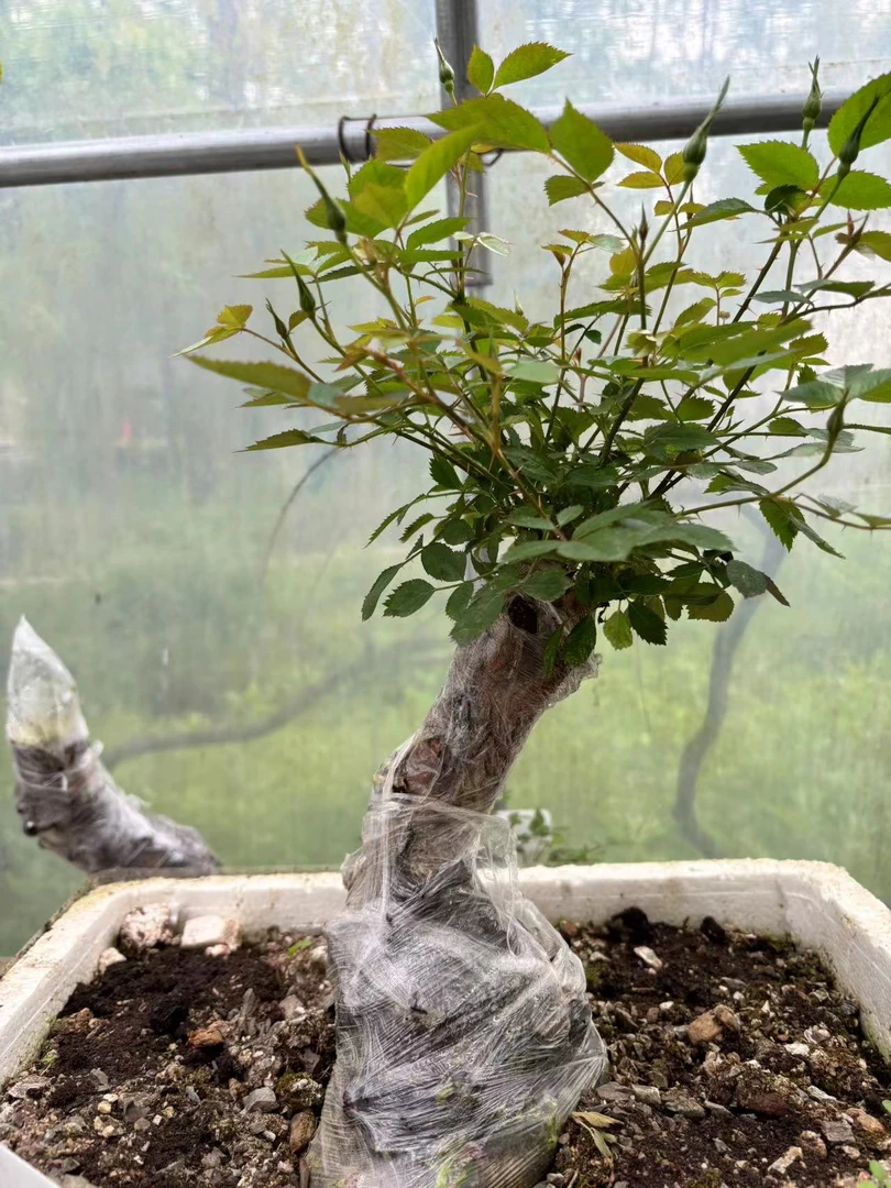 月季嫁接砧木.刺梨.野蔷薇.山木香