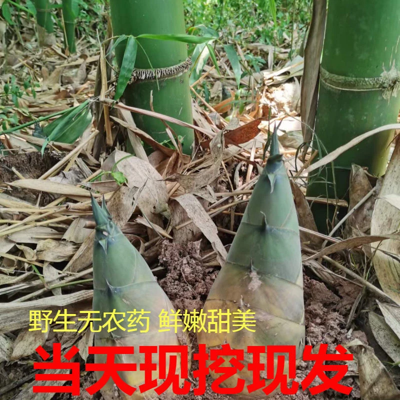 9斤带壳四川新鲜现挖笋大头麻竹笋当季嫩鲜笋苦笋可泡酸笋