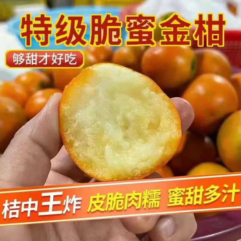 【现摘现发】广西融安脆皮金桔2-5斤桔子当季甜脆冰糖滑皮孕妇