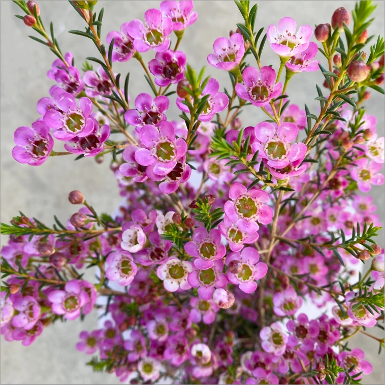 【粉色腊梅】原色腊梅家用水养鲜花