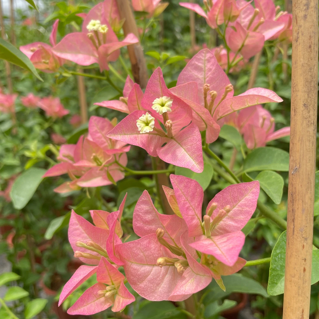 三角梅卡亚塔盆栽观赏植物阳台庭院勤花品种