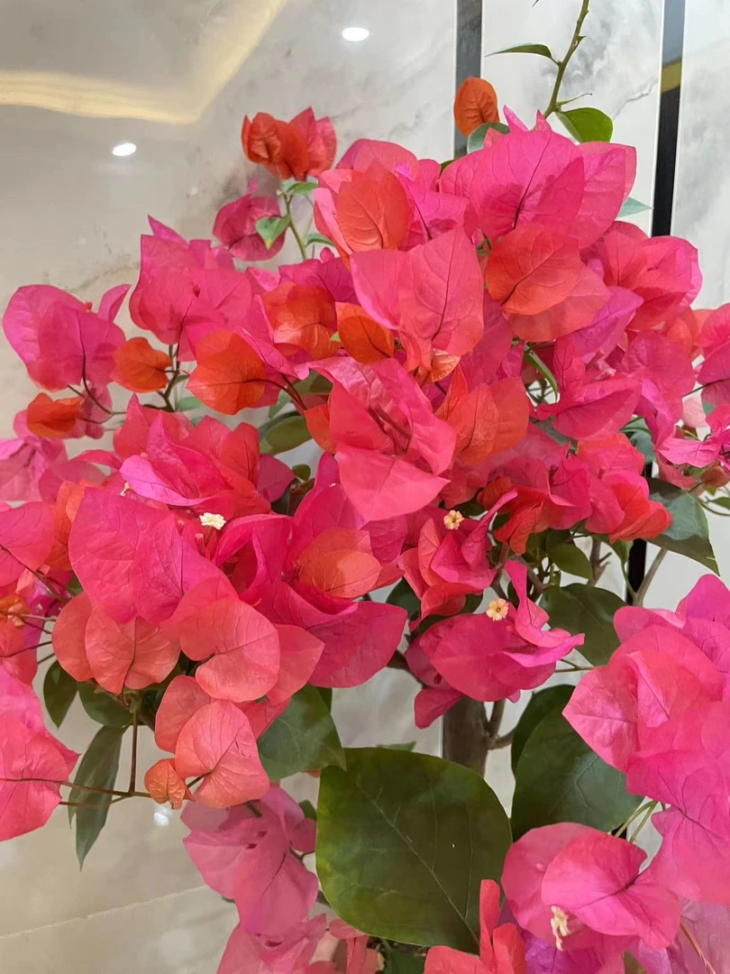 【同安红】三角梅四季水红色好养四季爬藤盆栽阳台庭院