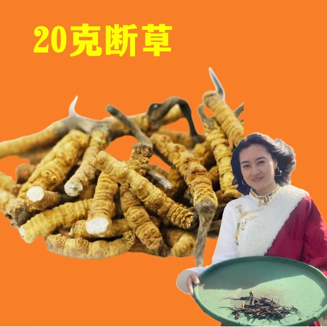 【格桑专属】20g断草 冬虫夏草2024精选头茬产地直发滋补佳品