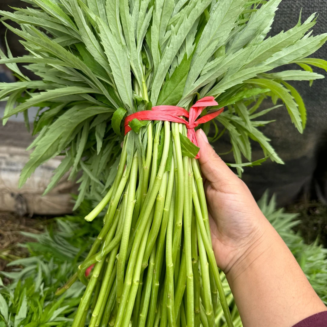 【顺丰包邮】湖北仙桃现挖黎蒿顺丰包邮