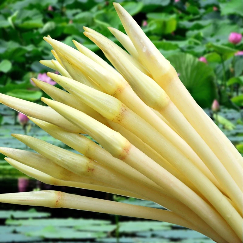 【湖北省内拍中通快递】(真空包装)湖北江汉平原新鲜藕带2斤3斤包邮