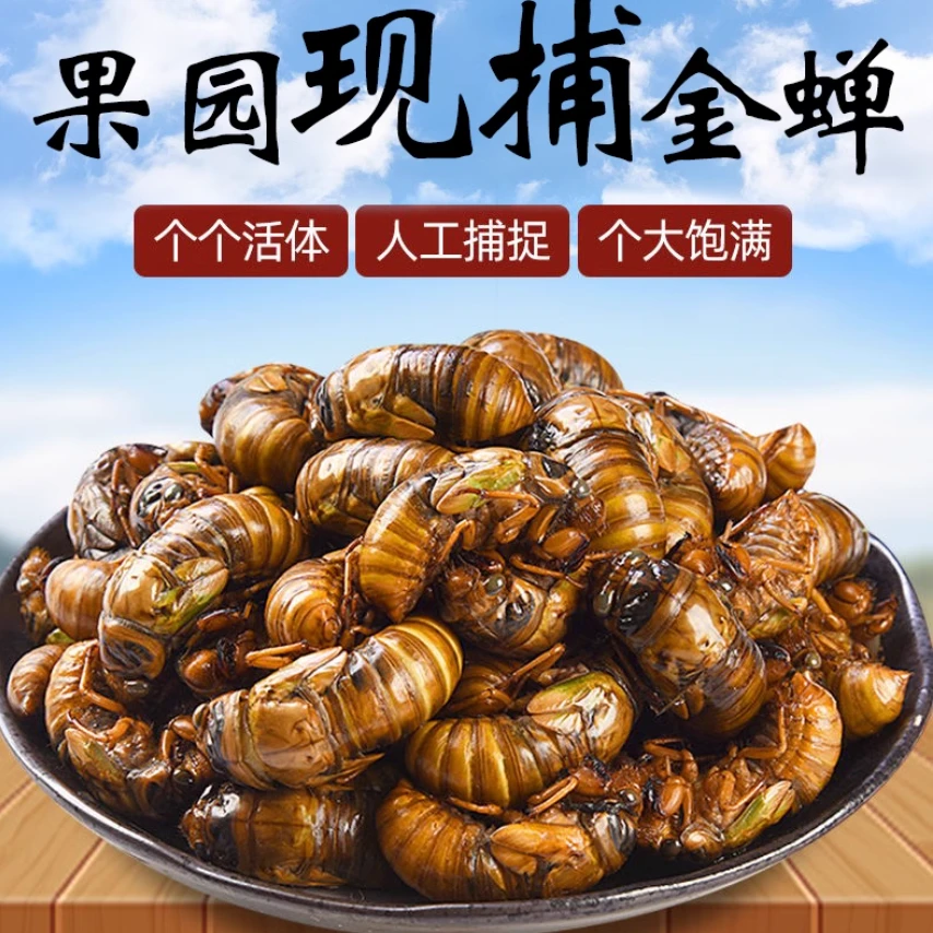 溜着玩粉丝专享知了猴金蝉新鲜蛹野生结了龟爬叉猴油炸蚂蚱茧蛹