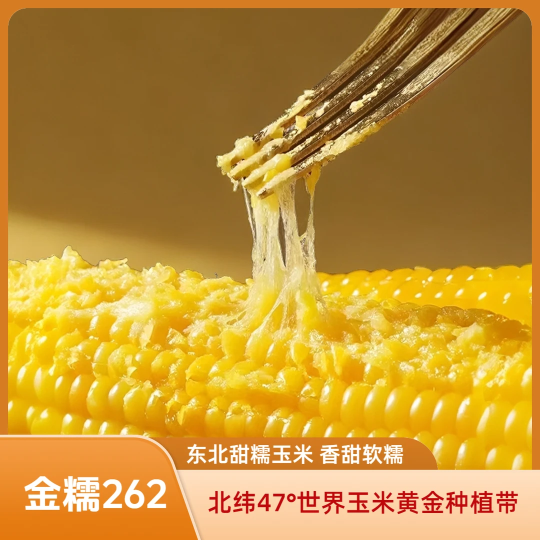 【金糯262】东北甜糯玉米10支（单只220g）真空新老包装随机发营养