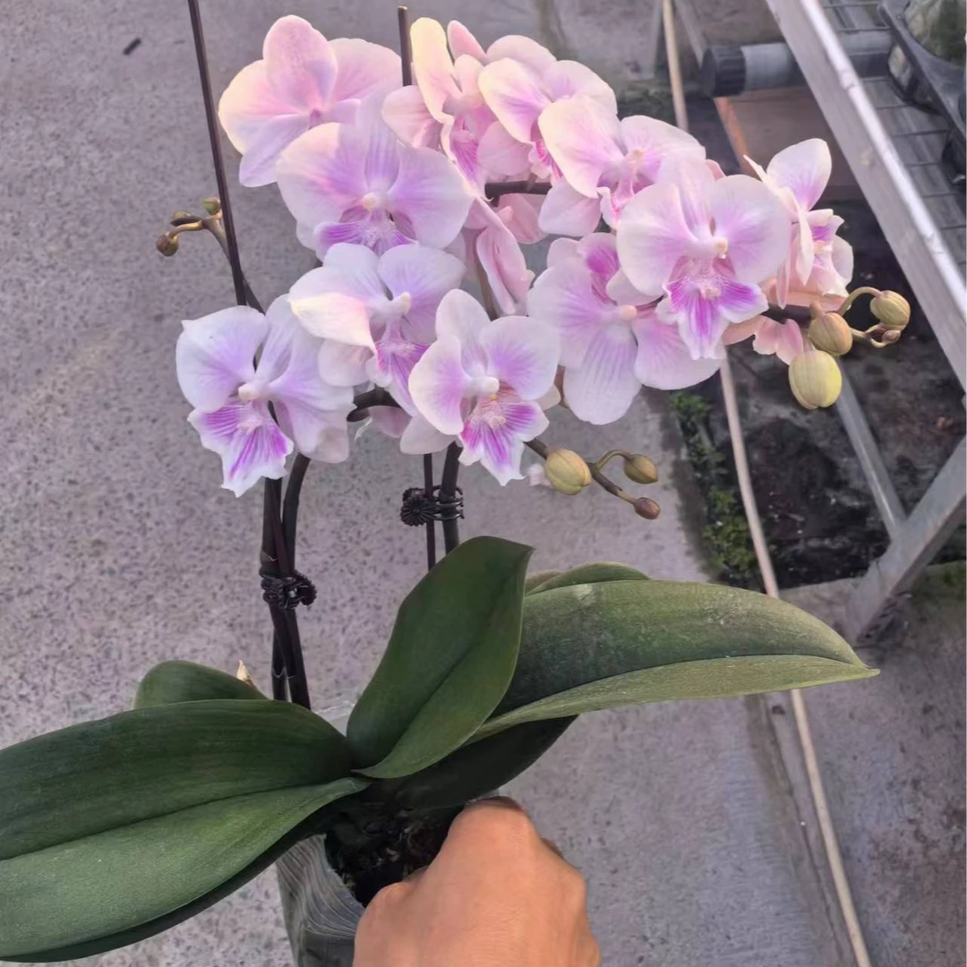 【白海豚精品蝴蝶兰】室内高端花卉3.5寸杯双花剑发货开花独特赏花