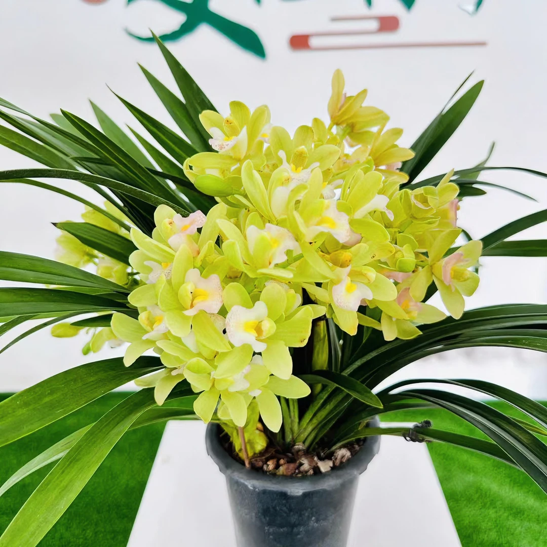 龙年年宵花爆款【香水香兰】开花浓香兰花室内客厅花卉绿植植物盆栽
