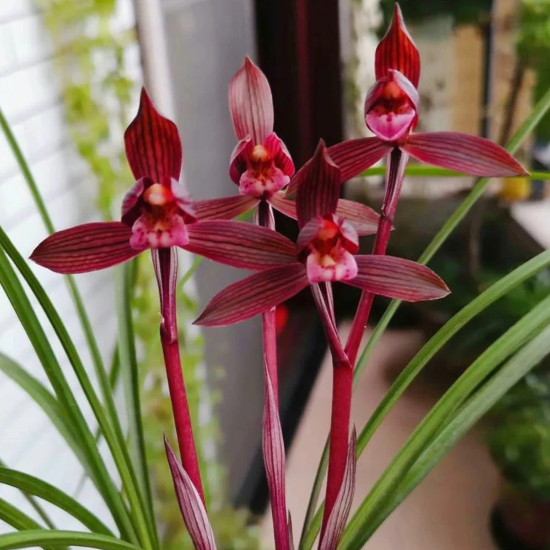 春兰 【红素】当年开花浓香红花名品绿植花卉兰花好养易活