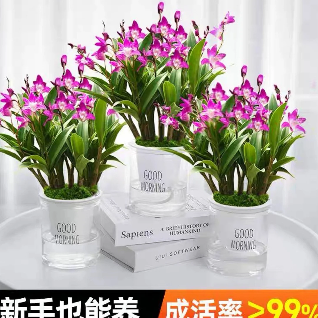 【香水石斛】现不带花苞 高端芳香前台好养绿植花卉盆栽