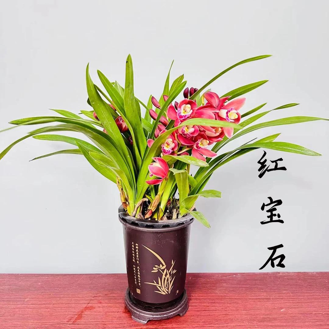 年宵花爆款红花【2支花红宝石】室内喜庆浓香美观植物绿植花卉盆栽