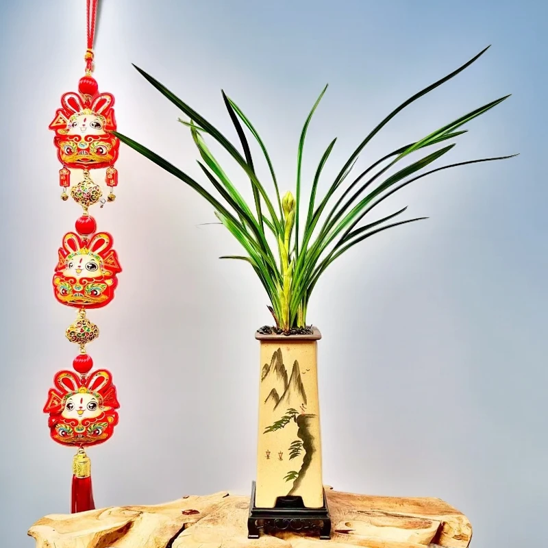 精品高端兰花【金凤凰】夏季室内客厅易养开花浓香绿植花卉植物盆栽