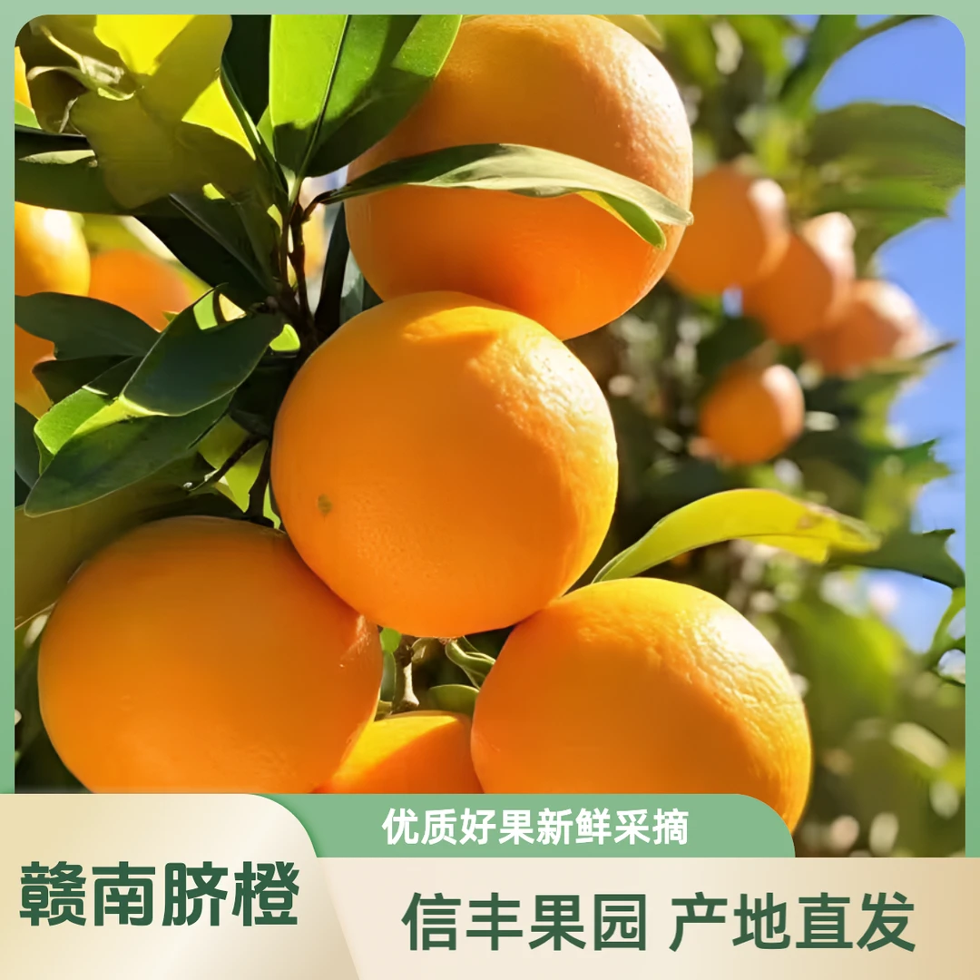 [正宗赣南脐橙] 信丰安西产地直发 富含维c 果香馥郁 顺丰包邮