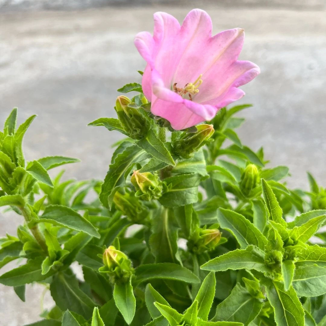 酒杯风铃草盆栽 开花机器花期长多年生好养易活喜阳