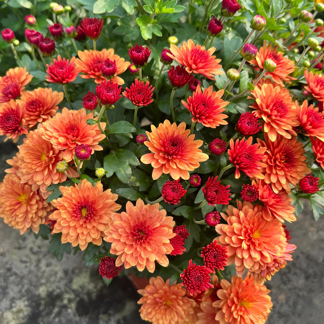 2盆起购 球菊盆栽千头菊  多年生耐寒好养自然成球型花期长