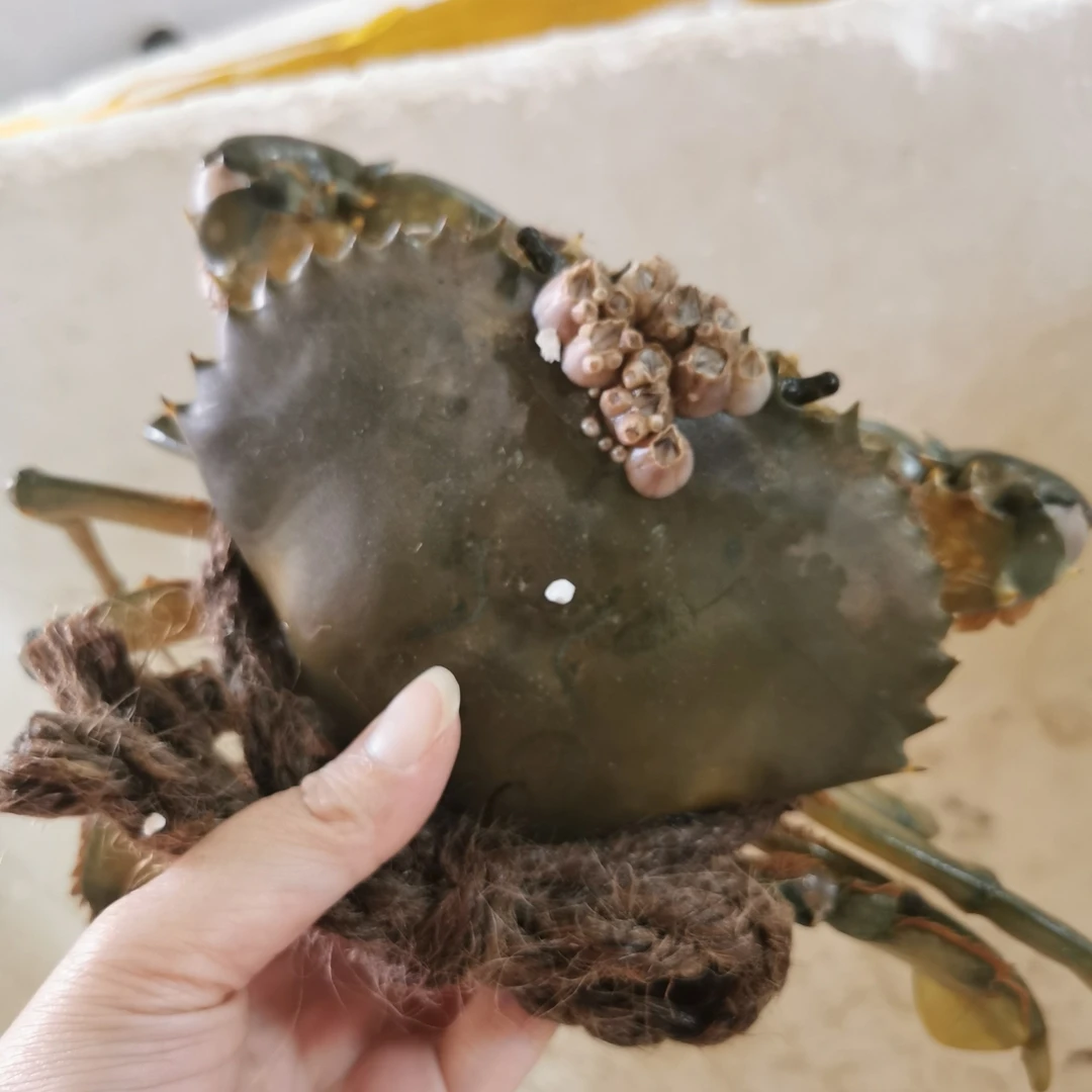 本港红膏鲟 顺丰发货 (净重 不含绳重）