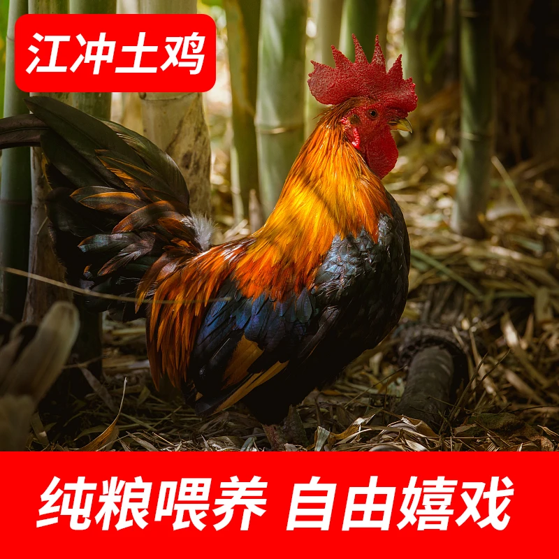 【江冲农场】安徽大别山散养一年多老公鸡1只（老）顺丰包邮