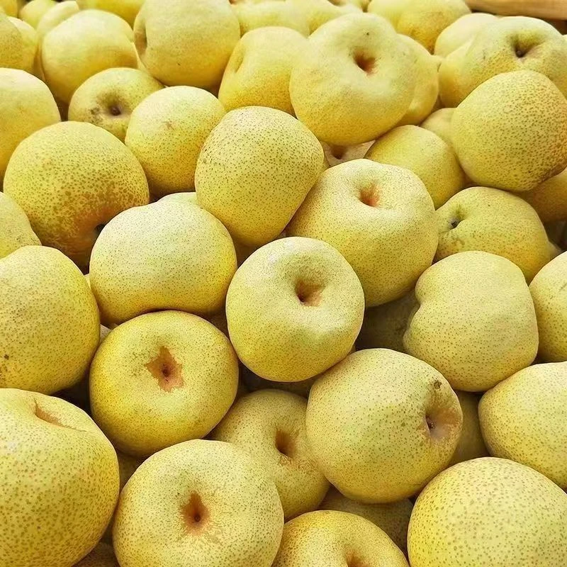 【正宗】砀山酥梨现摘新鲜水果梨子水果整箱批发