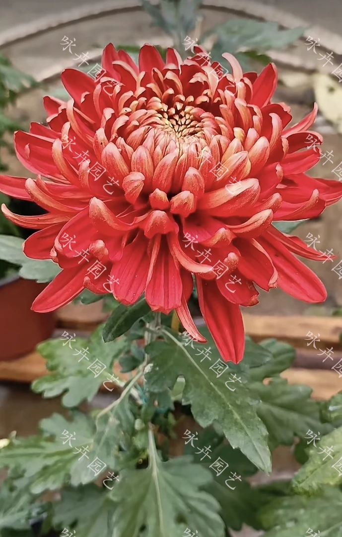 【美国红丽金】大花九月菊秋菊立秋植物盆栽地栽多年生植物