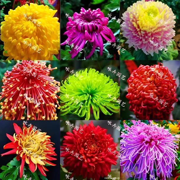 【浪漫七夕礼】菊花苗大花九月菊秋菊龙爪菊绣球菊千丝菊金丝菊小苗