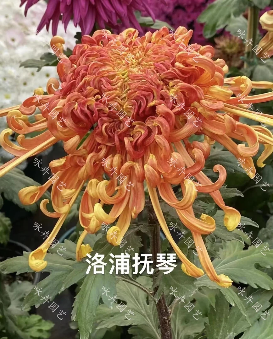 【洛浦抚琴】带花苞菊花九月菊 多年生植物开花栽种栽植