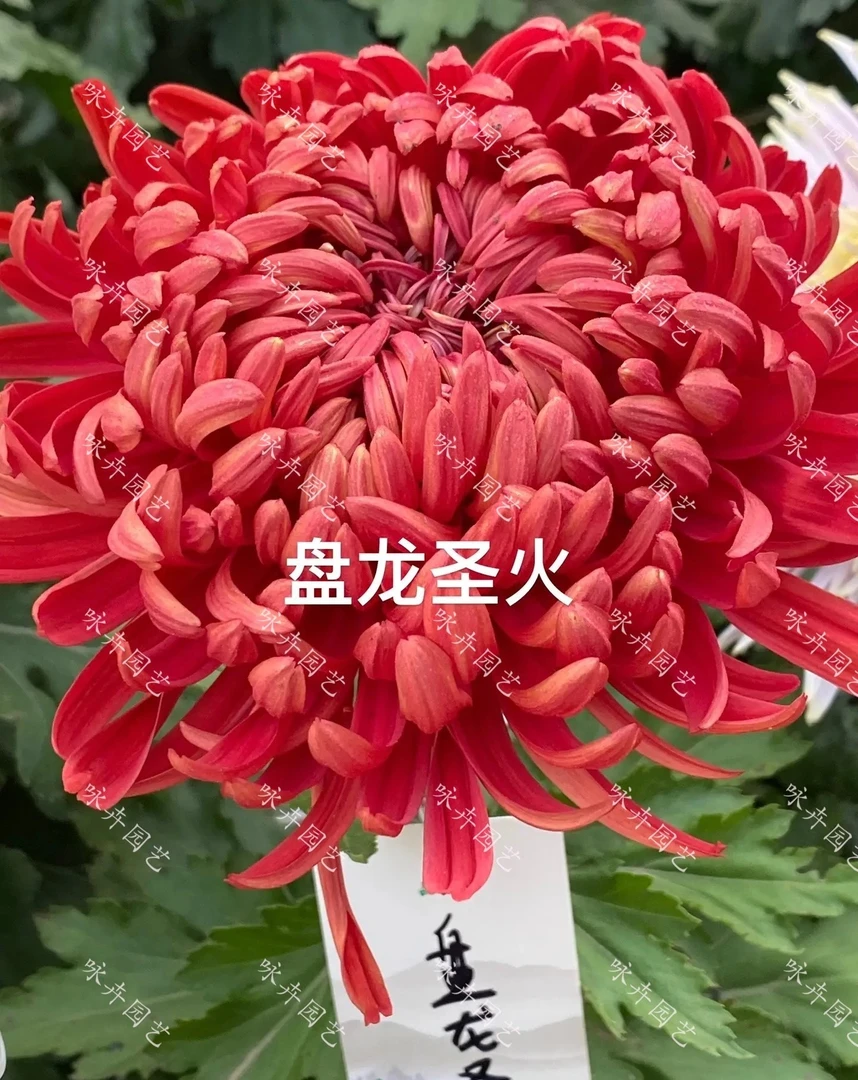 【盘龙圣火】菊花苗 对版对图(打标签)秋菊大花室内外盆栽地栽