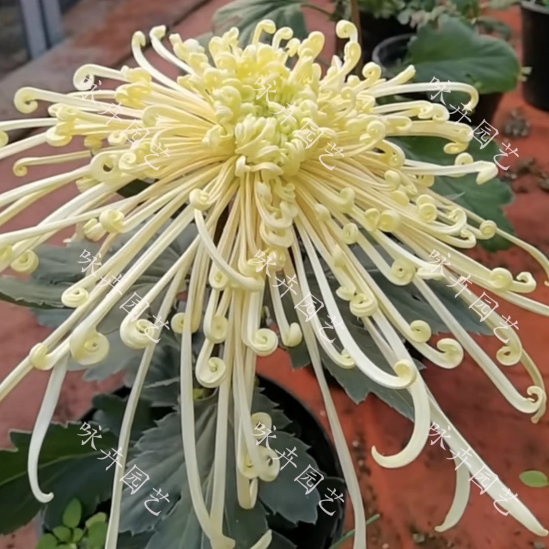【泉乡惠雨】带花苞品种大菊 九月菊秋菊室内外盆栽地栽植物