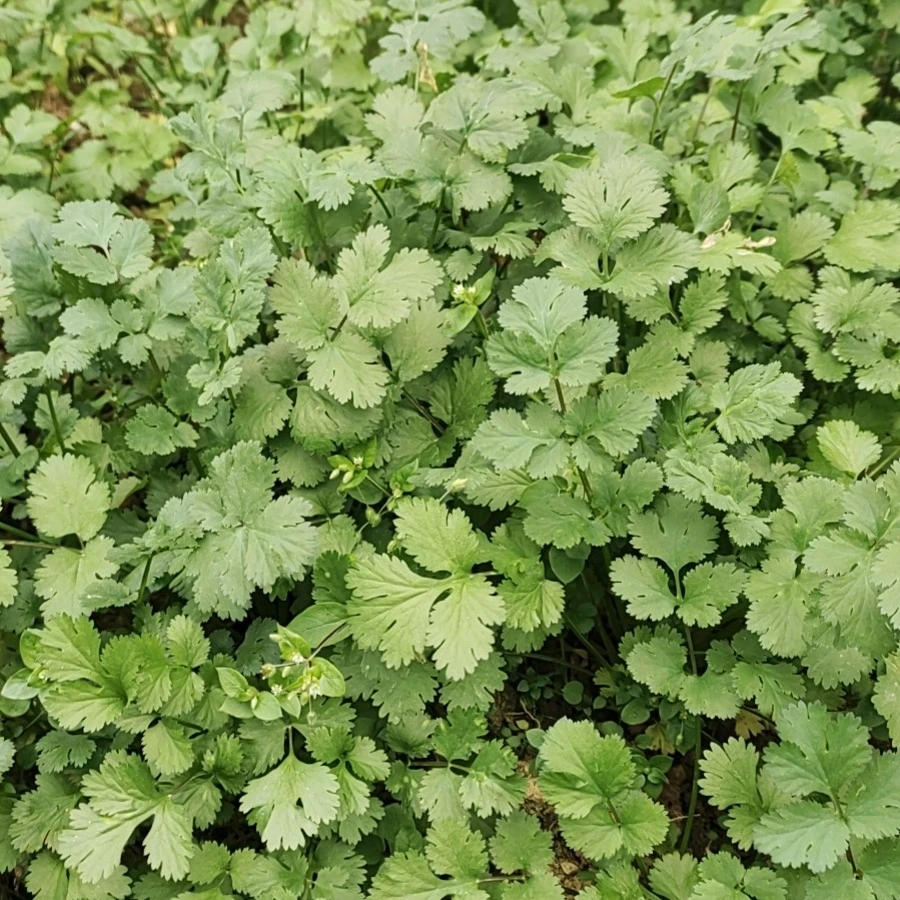 贵阳本地新鲜香菜 新鲜盐须  农家露天自种 现扯现发包邮到家