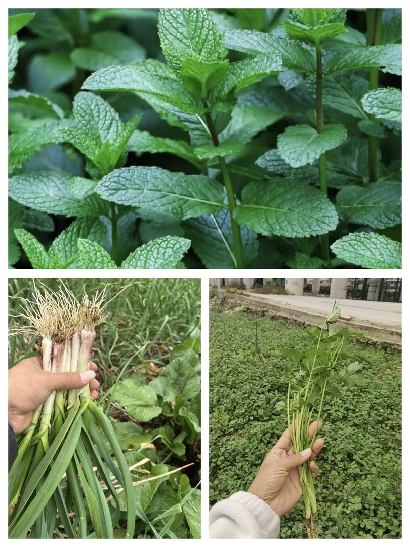 蒜苗 鱼香菜 盐须组合 冬天吃火锅配菜现扯现发 顺丰包邮