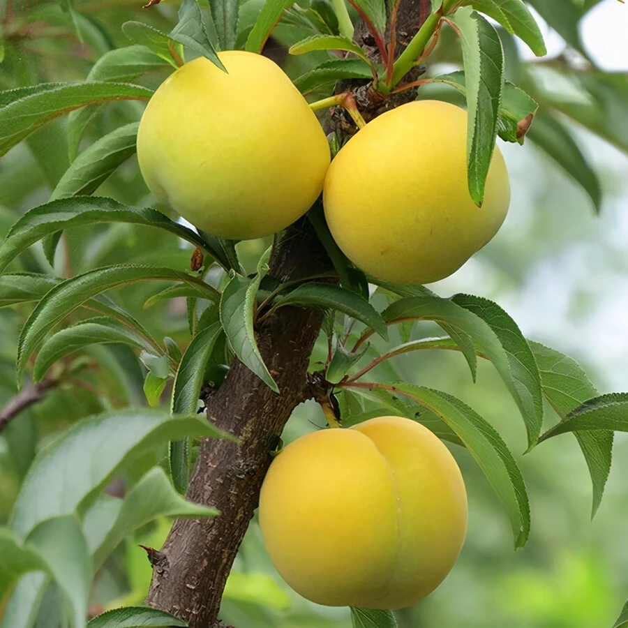正宗蜂糖李顺丰四川子六马新鲜现摘高原脱骨蜂糖李子纯甜3斤/5斤