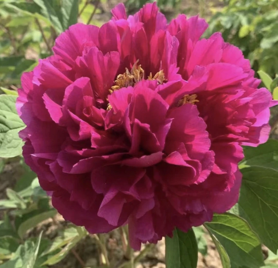 【国内牡丹-彤云】直播间下单每颗7枝条以上