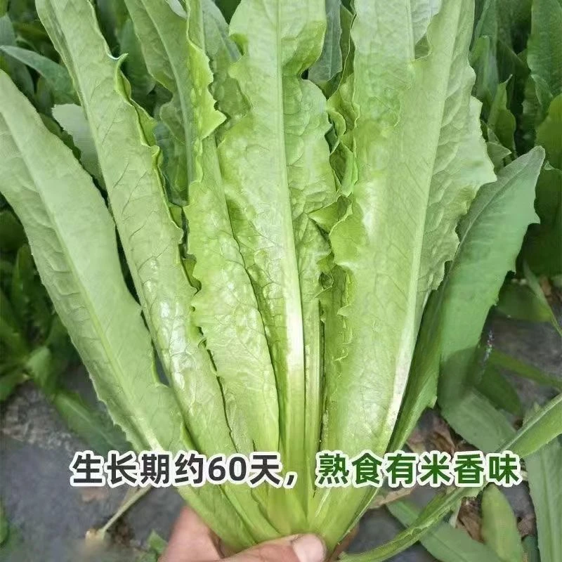 甜脆油麦菜种子清香无斑油麦菜种子盆栽秋季蔬菜种子