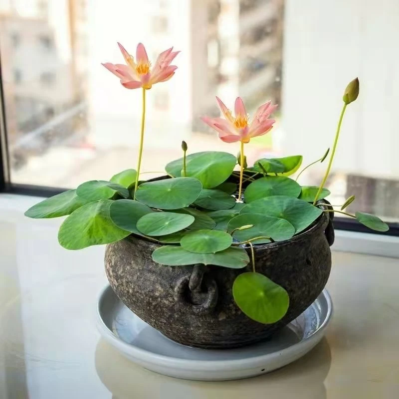 四季开花碗莲种子盆栽室内水培植物睡莲荷花种子莲花水养水培花卉