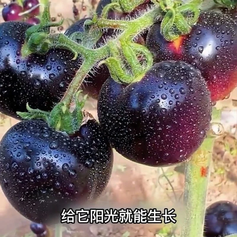 新品黑色小番茄种子小西红柿四季播圣女果季盆栽阳台水果种孖