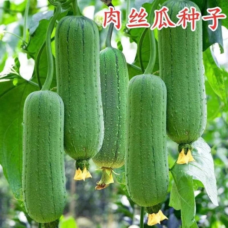 特大肉丝瓜种春夏秋季特长丝瓜籽农家庭院爬藤种子蔬菜菜种子