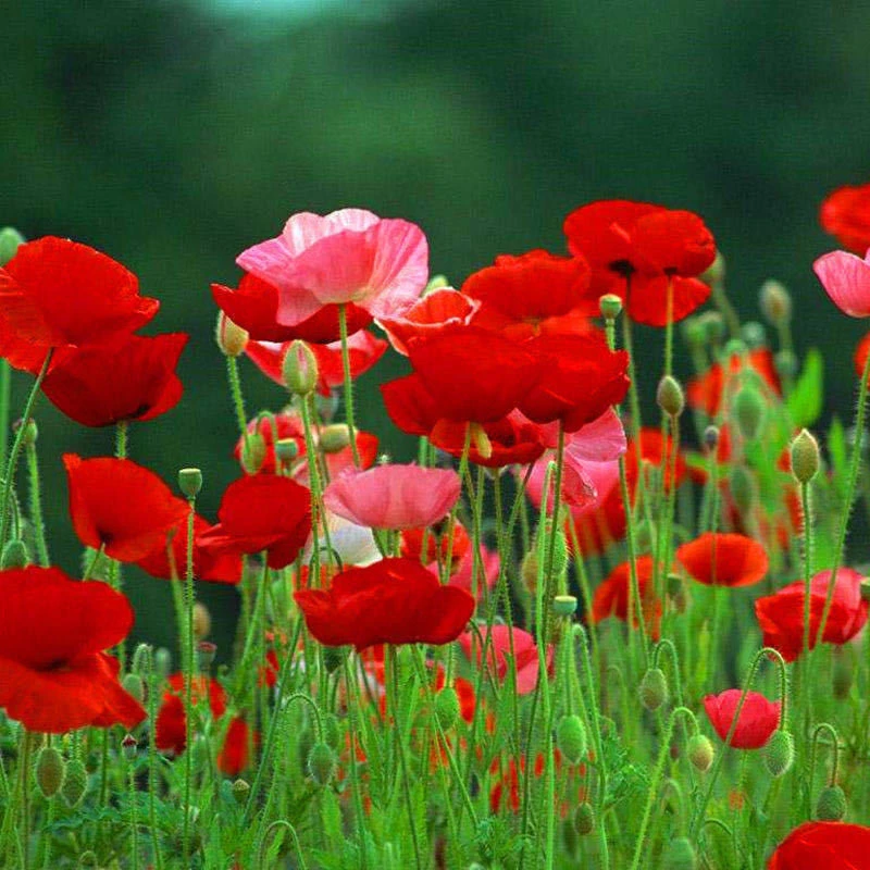 虞美人种子四季开花耐寒多年生冰岛虞美人花籽庭院室内外花种籽子