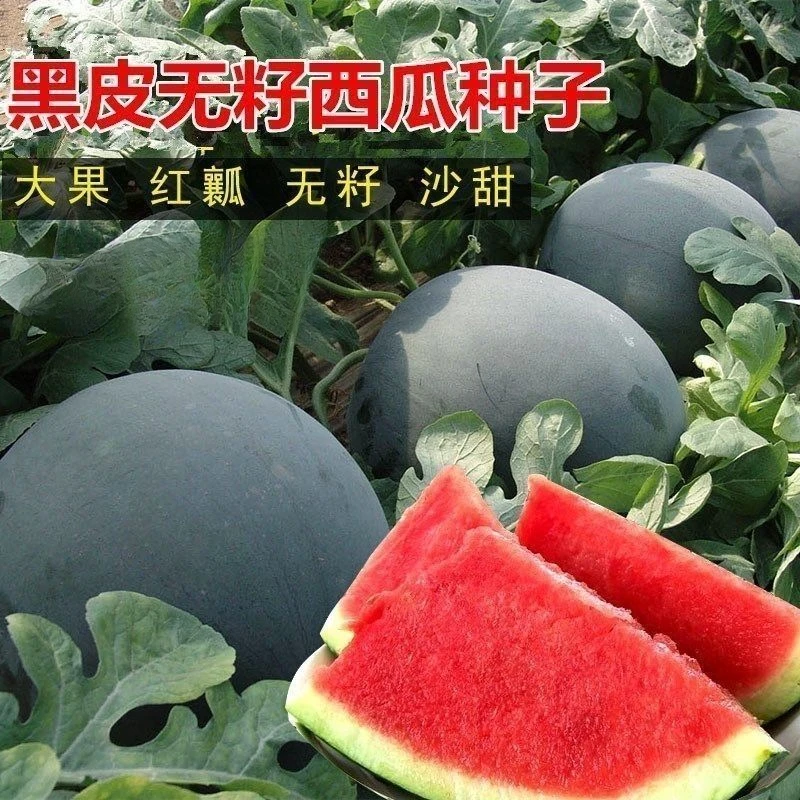 无籽西瓜种子黑皮红瓤黄瓤西瓜种籽大甜懒汉瓜春夏季水果种孑