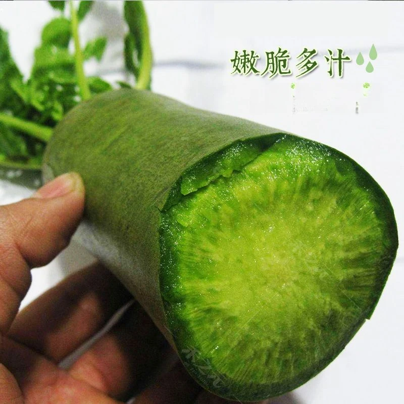 冰糖水果萝卜种子生吃脆甜农家蔬菜种孑四季播种阳盆栽绿萝卜种籽