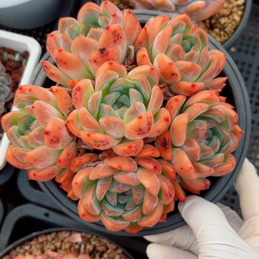 多肉植物多肉植物